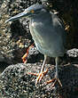 Héron des Galapagos