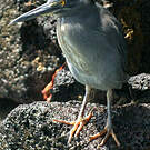 Héron des Galapagos
