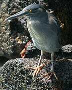 Lava Heron