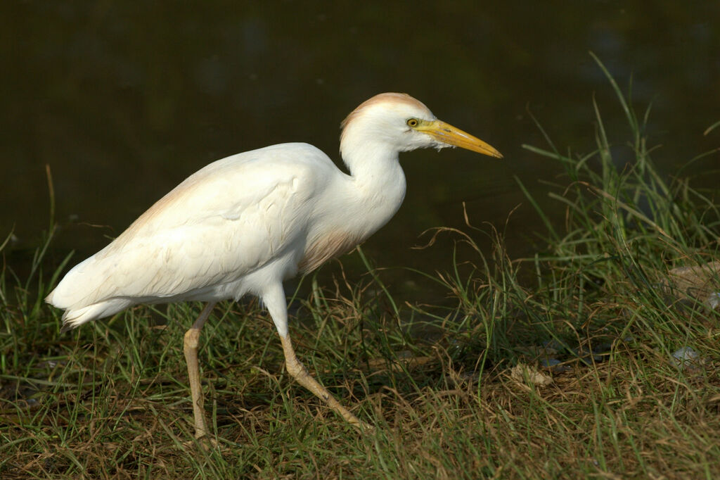 Western Cattle Egret