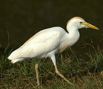 Western Cattle Egret