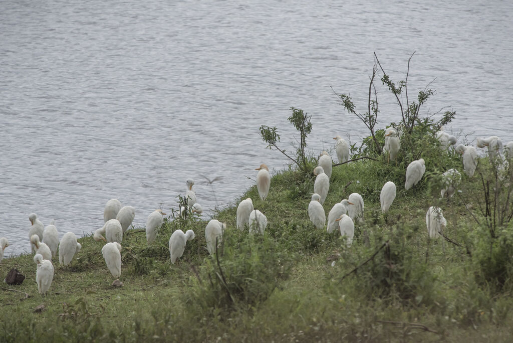 Western Cattle Egret