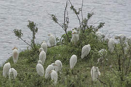 Western Cattle Egret