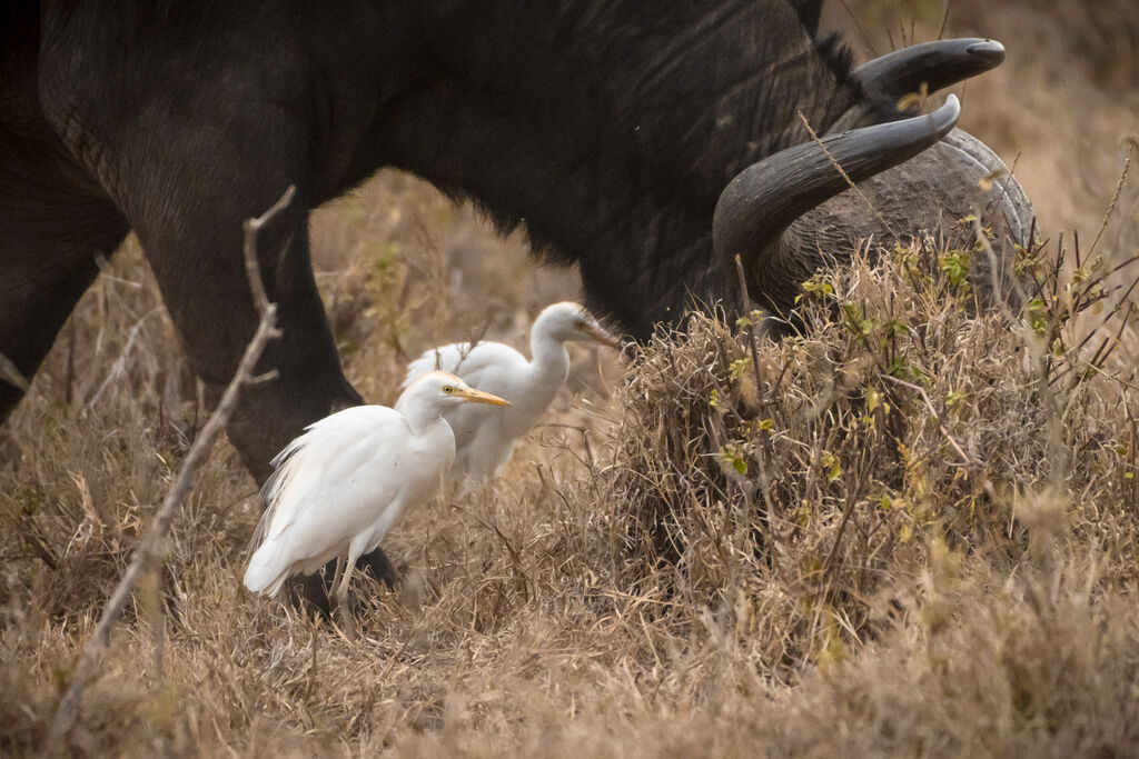 Western Cattle Egret