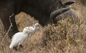 Western Cattle Egret