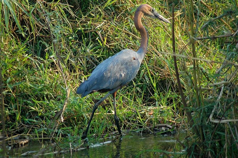 Goliath Heron