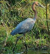 Goliath Heron