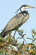 Black-headed Heron