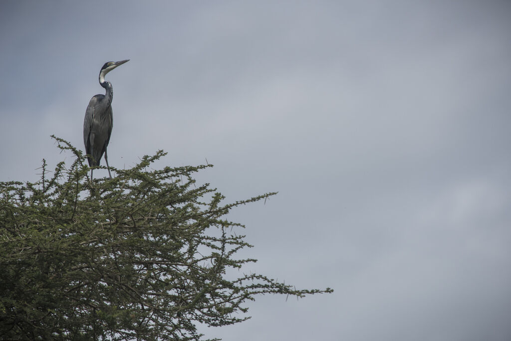 Black-headed Heron