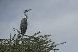 Black-headed Heron