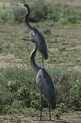 Black-headed Heron