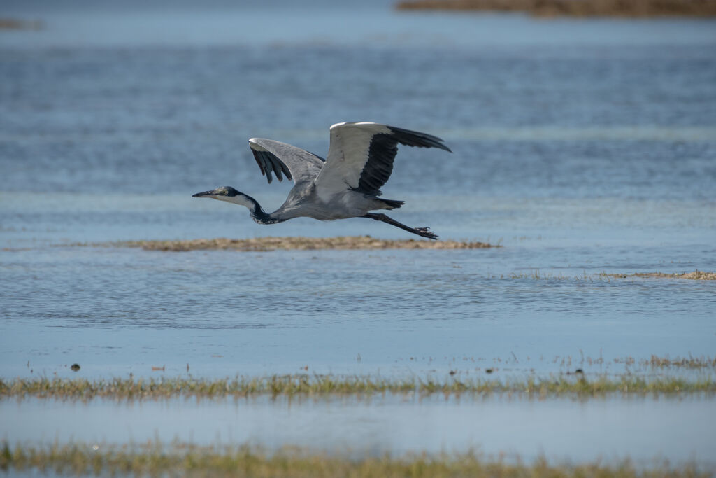 Black-headed Heron, Flight