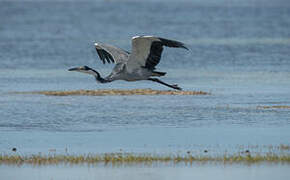 Black-headed Heron