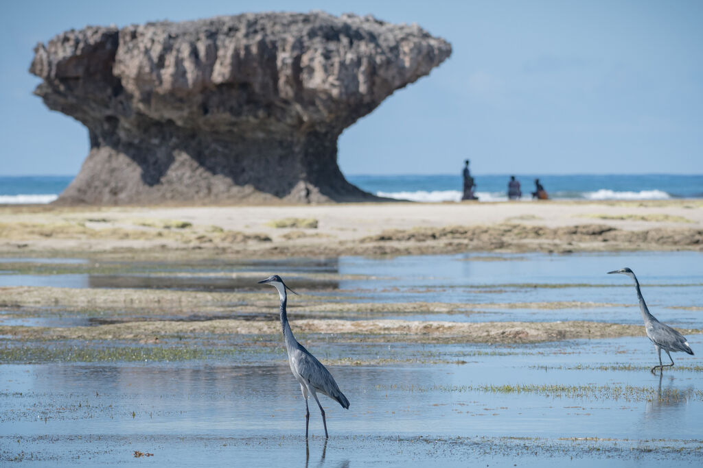 Black-headed Heron