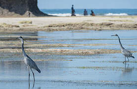 Black-headed Heron