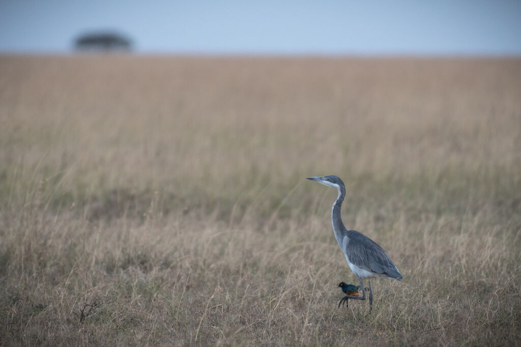 Black-headed Heron