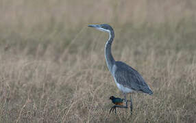 Black-headed Heron