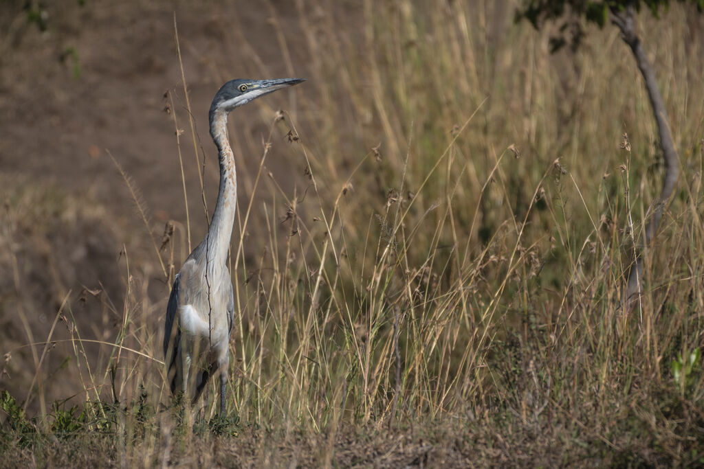 Black-headed Heronjuvenile