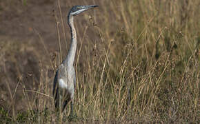 Black-headed Heron