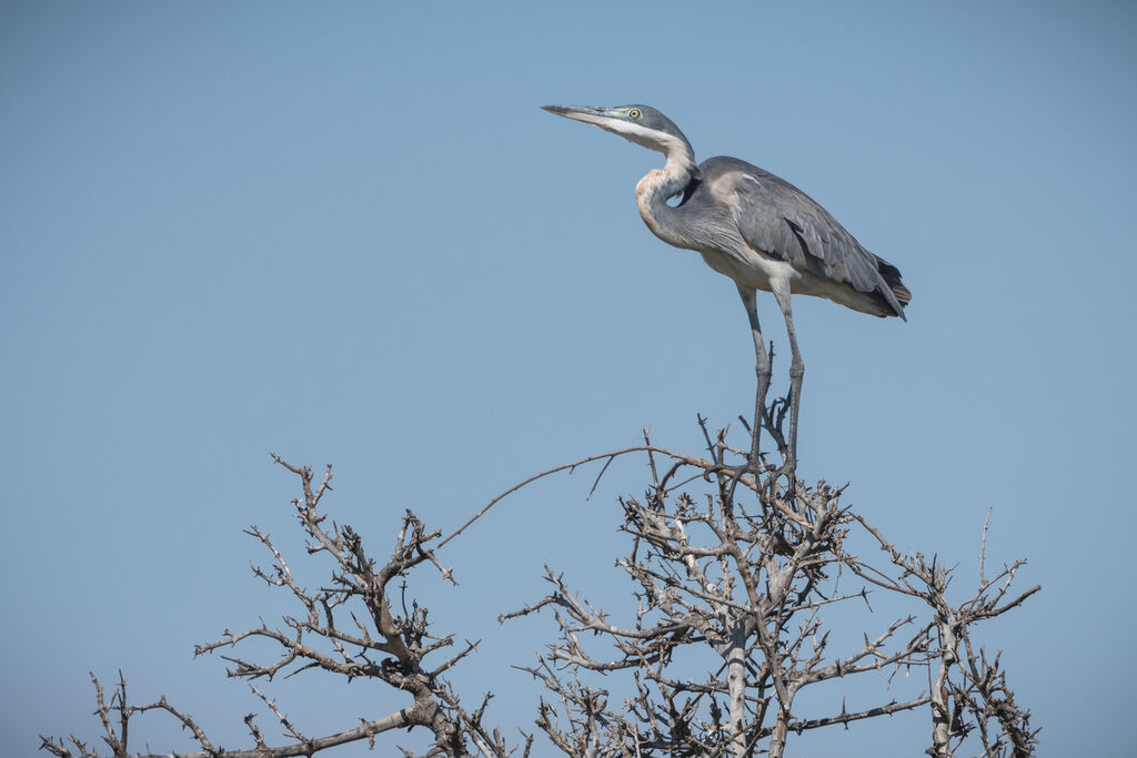 Black-headed Heron