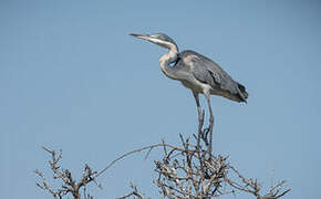 Black-headed Heron