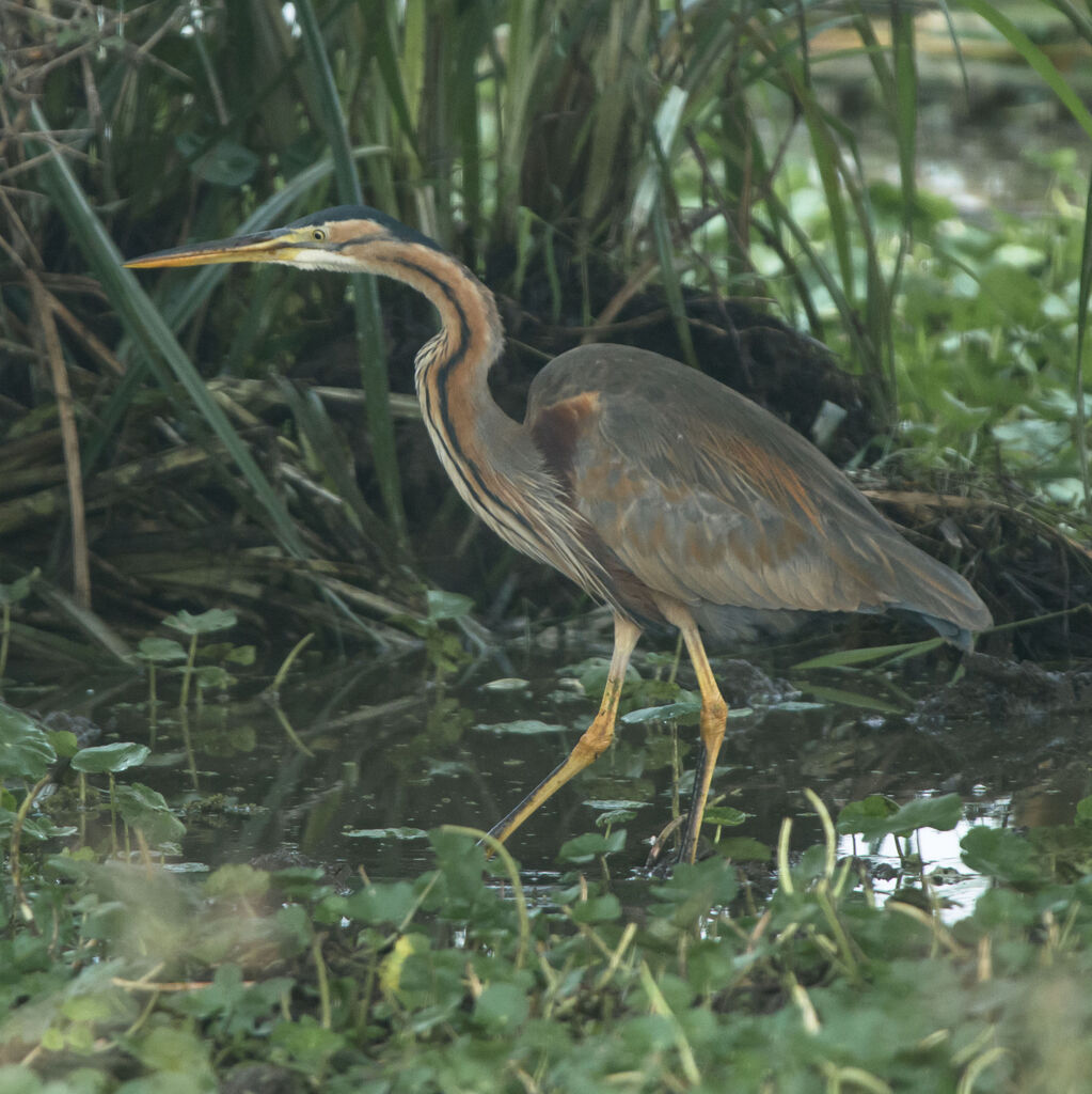 Purple Heron