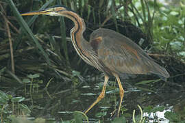 Purple Heron