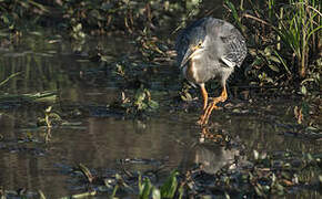 Striated Heron