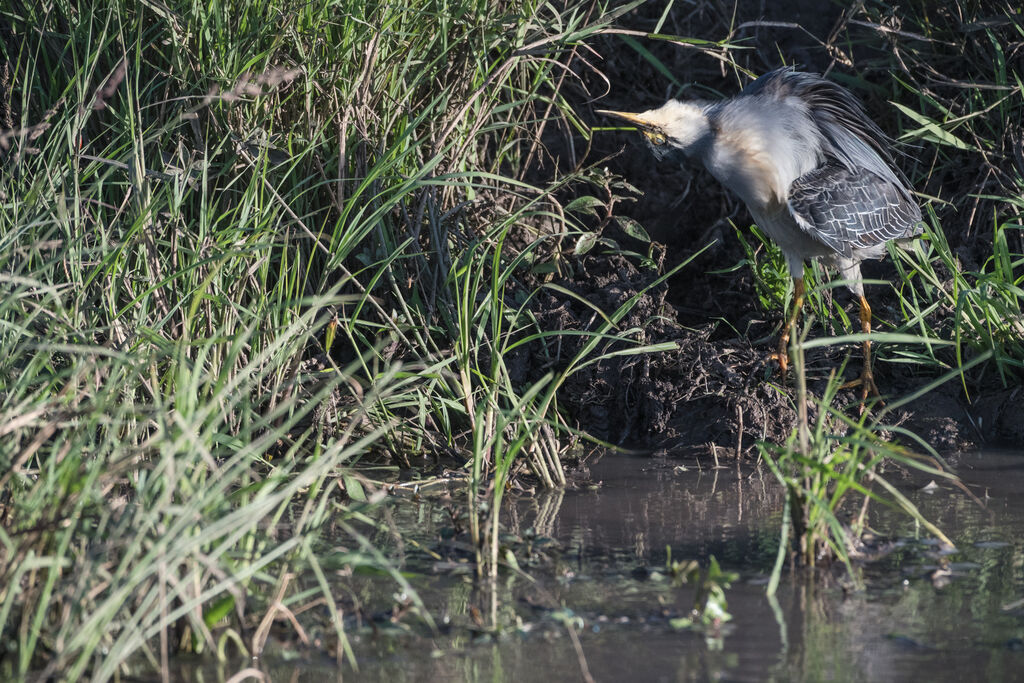 Striated Heron