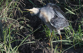 Striated Heron