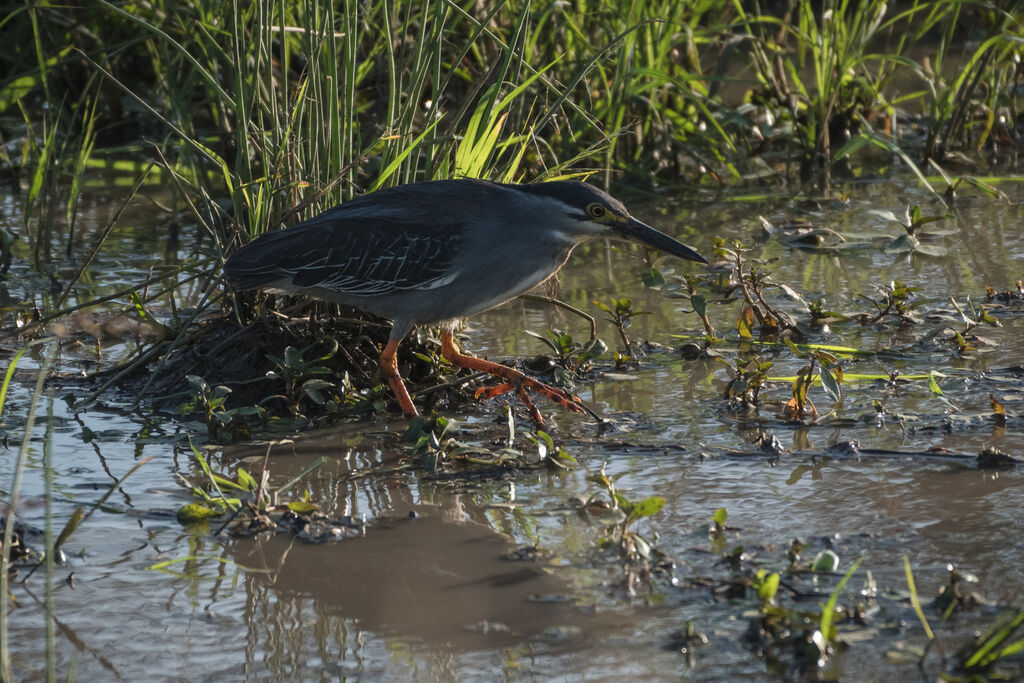 Striated Heron