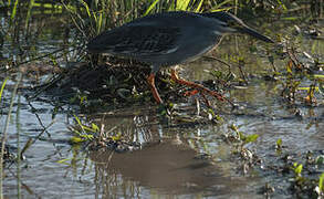 Striated Heron