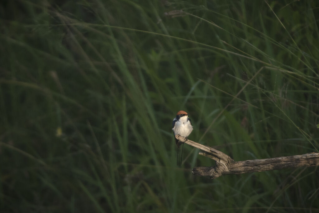 Wire-tailed Swallow