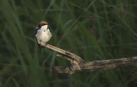 Wire-tailed Swallow