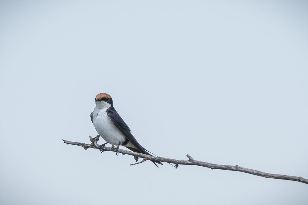 Hirondelle à longs brins