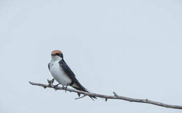 Hirondelle à longs brins