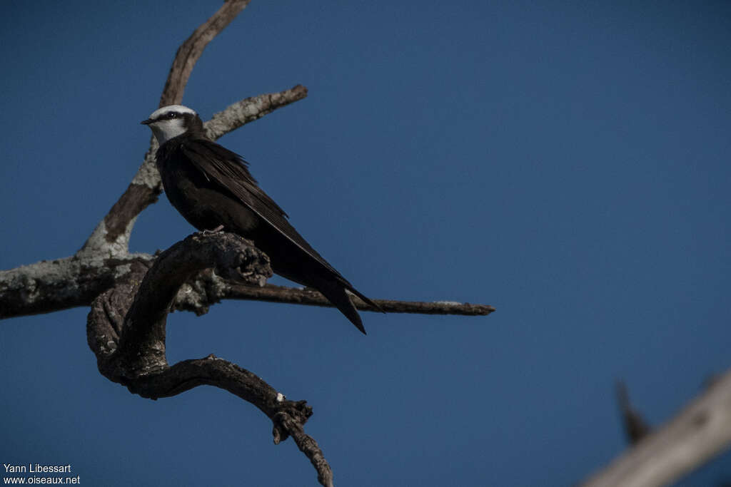 White-headed Saw-wing male adult, identification