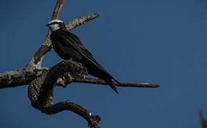 White-headed Saw-wing