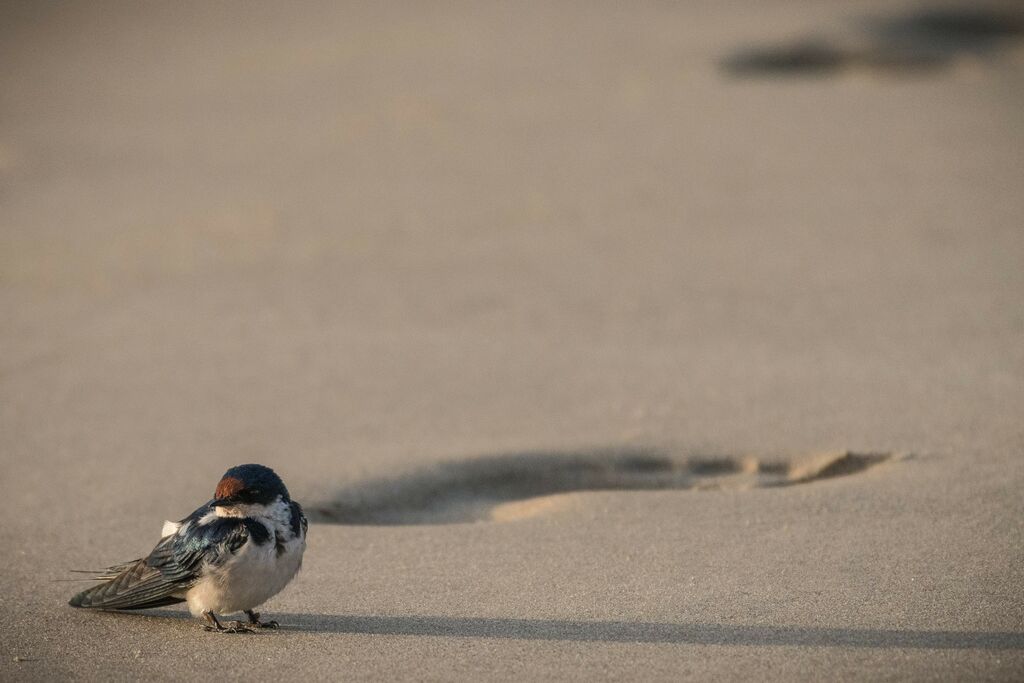 Ethiopian Swallow