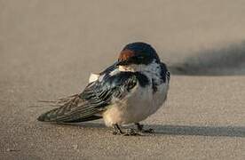 Ethiopian Swallow