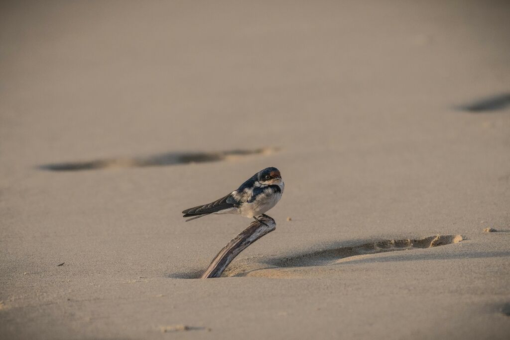 Hirondelle d'Éthiopie