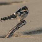 Hirondelle d'Éthiopie