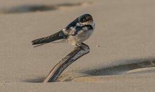 Ethiopian Swallow