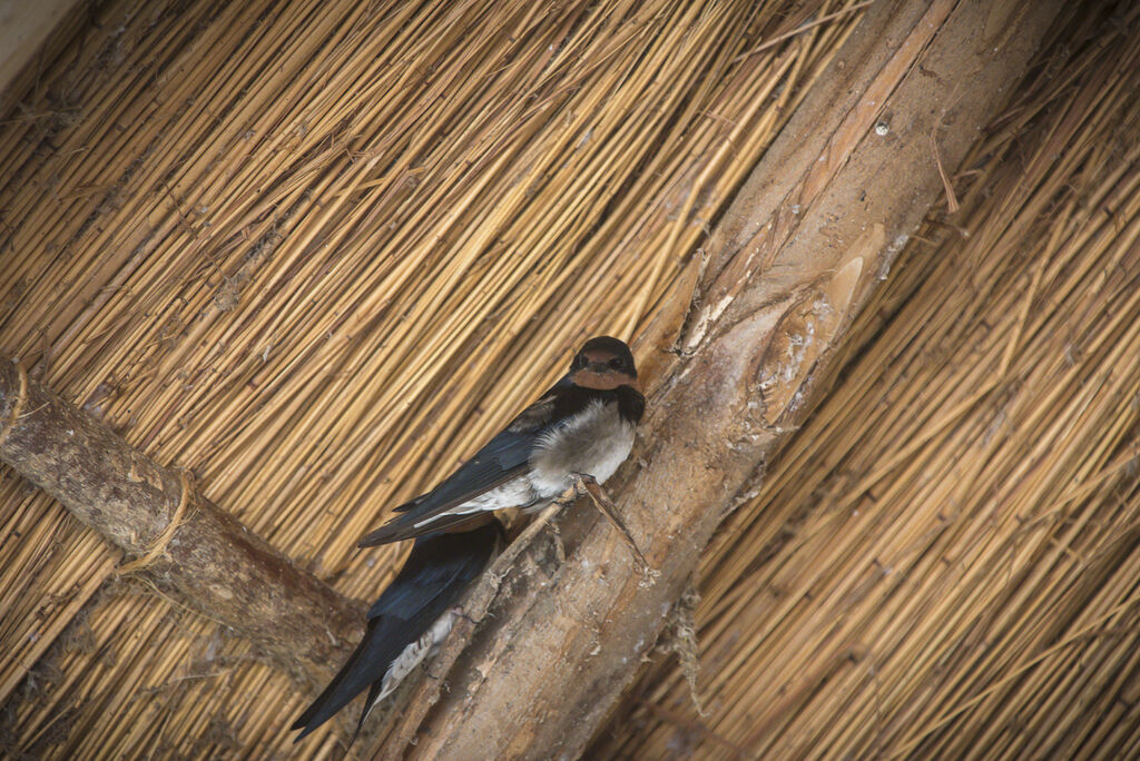 Angolan Swallow