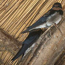 Hirondelle de l'Angola