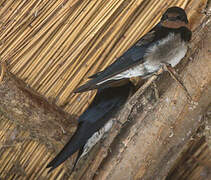 Angolan Swallow