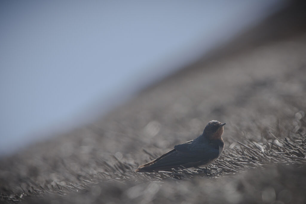 Angolan Swallow