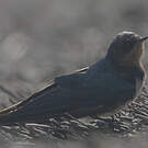 Hirondelle de l'Angola