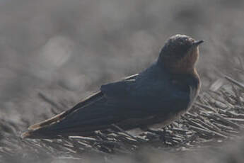 Hirondelle de l'Angola