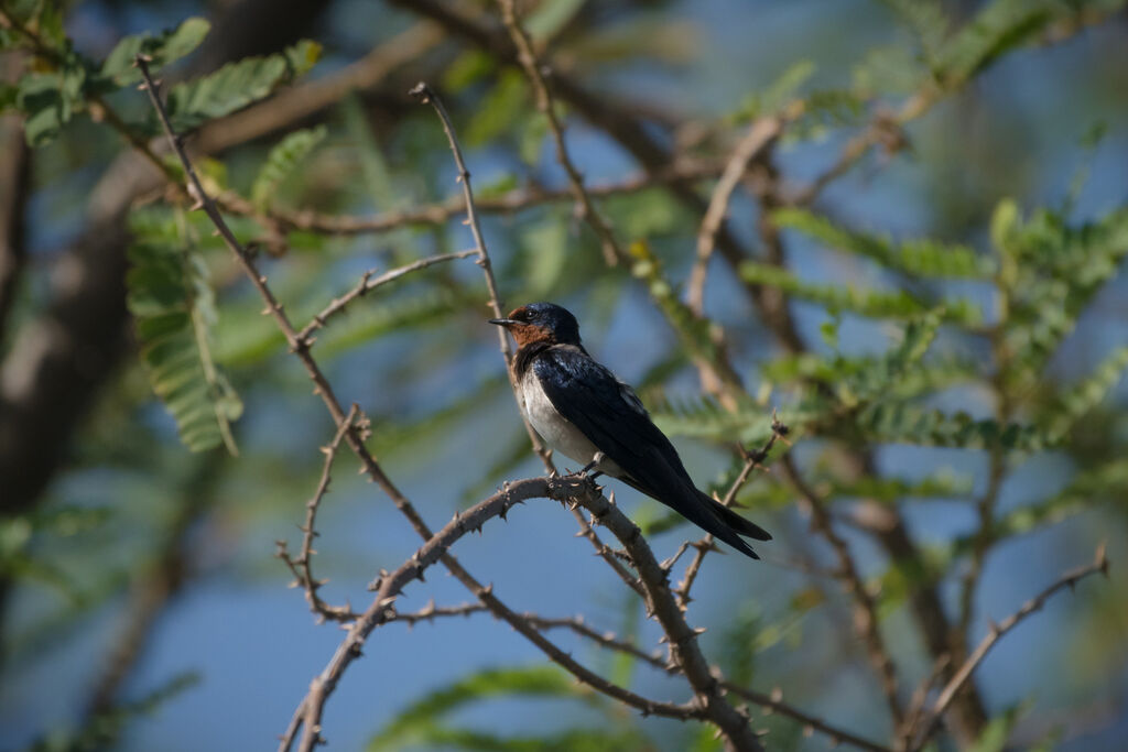 Hirondelle de l'Angola